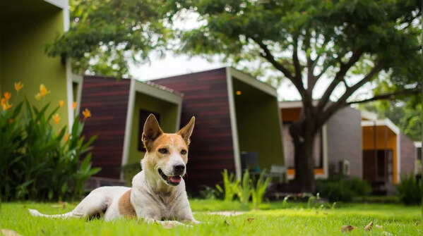 Pet Relations Directors at Kimpton Hotels