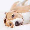 The Pawsitive Adopters at Home2 Suites by Hilton
