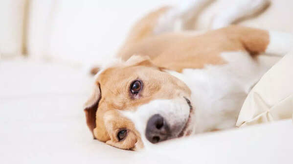 The Pawsitive Adopters at Home2 Suites by Hilton