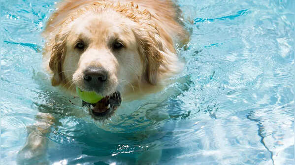 The Canine Concierge at Fairmont Hotels