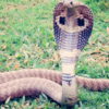 Takshaka
