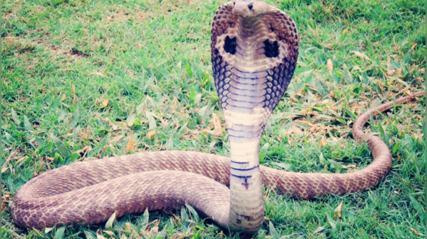 Takshaka