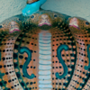 Karkotaka