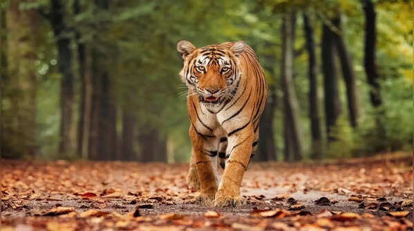 Bamera at Bandhavgarh National Park, Madhya Pradesh