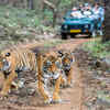Munna at Kanha National Park, Madhya Pradesh