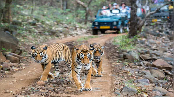 Munna at Kanha National Park, Madhya Pradesh