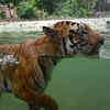 Tigers need space