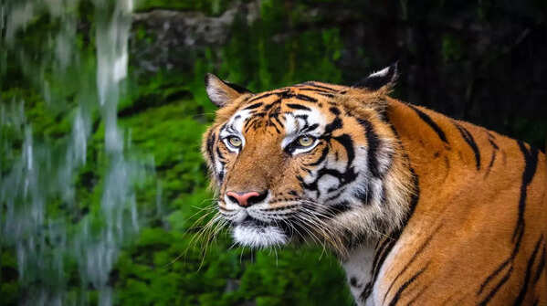 Collarwali at Pench National Park, Madhya Pradesh
