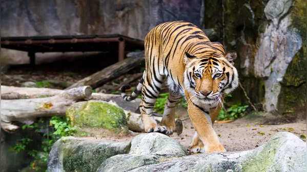 Machli at Ranthambore National Park, Rajasthan