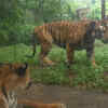 Images that roar