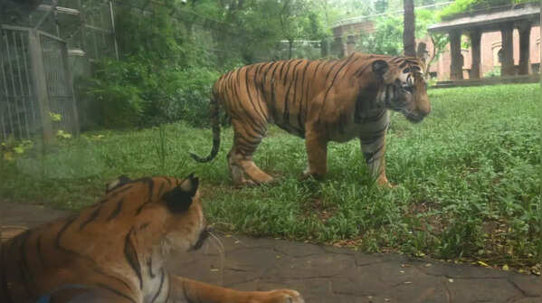 Images that roar