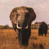 Elephants