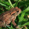 Toads