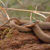 Snakes