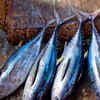 Fatty fish
