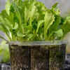 Lettuce and leafy greens