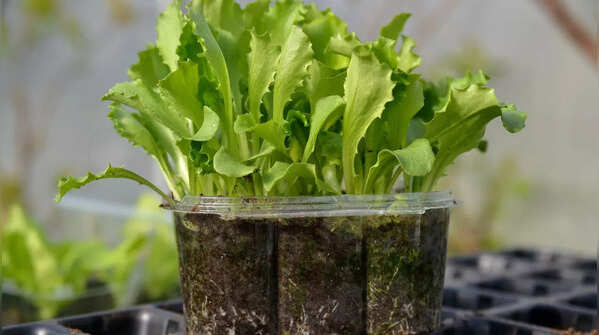 Lettuce and leafy greens
