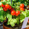 Cherry tomatoes