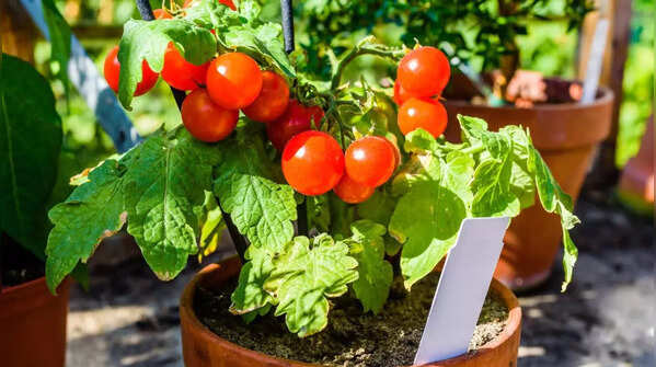 Cherry tomatoes