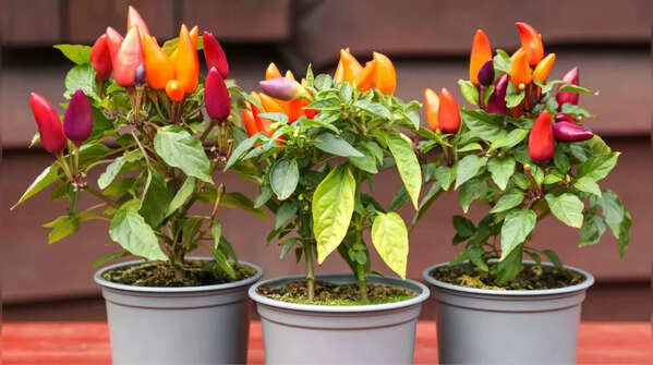 Peppers (hot and sweet)