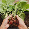 Radishes (and mini carrots)