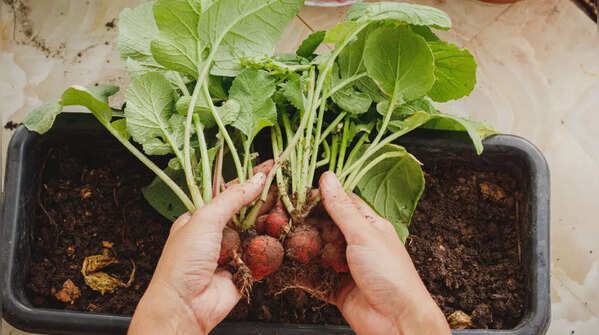 Radishes (and mini carrots)
