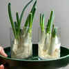 Green onions (scallions)