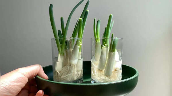 Green onions (scallions)