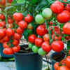Container gardening essentials