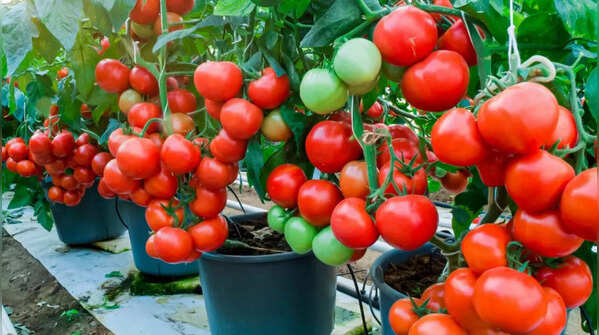 Container gardening essentials