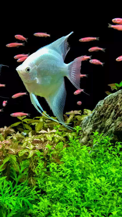 10 freshwater aquarium fish that bring good luck and happiness to homes
