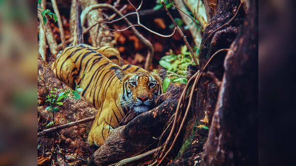 Bandhavgarh Tiger Reserve, Madhya Pradesh