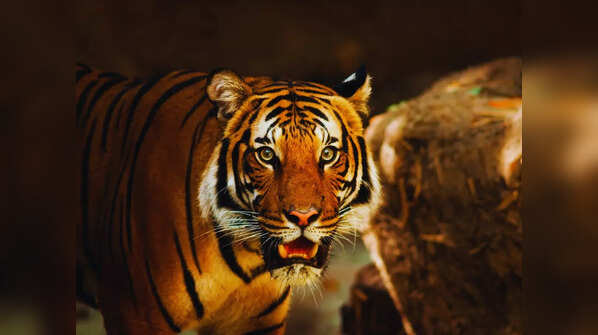 Nagarhole Tiger Reserve, Karnataka