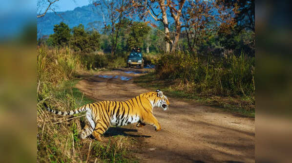 Corbett Tiger Reserve, Uttarakhand