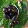 Health benefits of Jamun