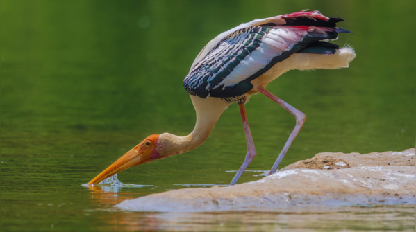 Ranganathittu Bird Sanctuary