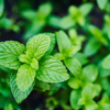 Mint leaves