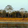 Nameri National Park (Assam)