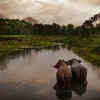 Manas National Park (Assam)