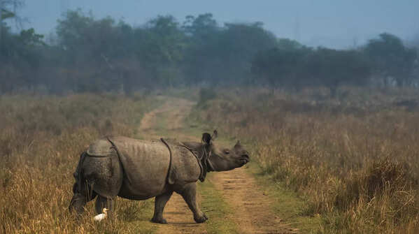 Kaziranga National Park (Assam)