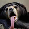 Sun Bear (Helarctos malayanus)