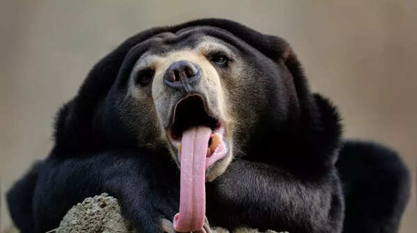 Sun Bear (Helarctos malayanus)