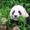 Giant Panda (Ailuropoda melanoleuca)