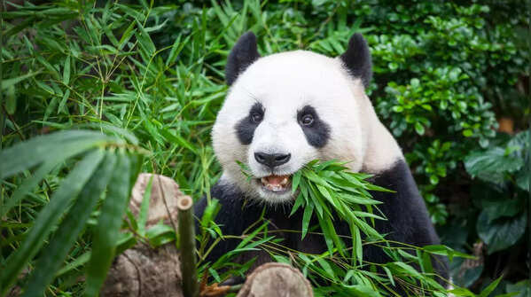 Giant Panda (Ailuropoda melanoleuca)