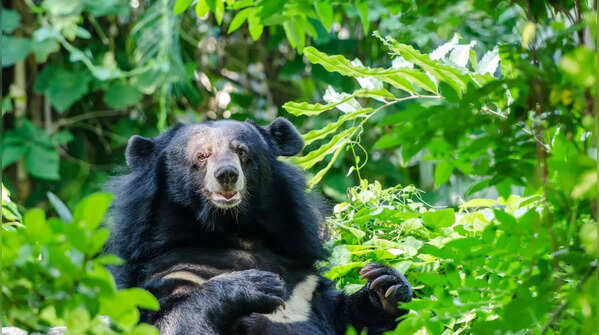 Asiatic Black Bear (Ursus thibetanus)