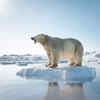 Polar Bear (Ursus maritimus)