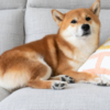So, should you get a Japanese Akita?