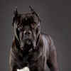 Article image for: <i class="tbold">cane corso</i>