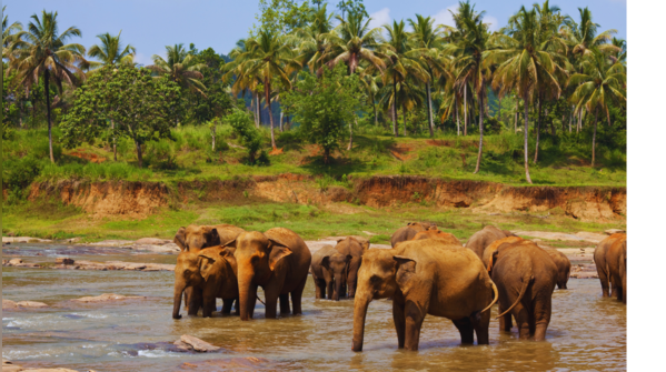 Sri Lanka: Flight time - Less than 2 hours from Chennai