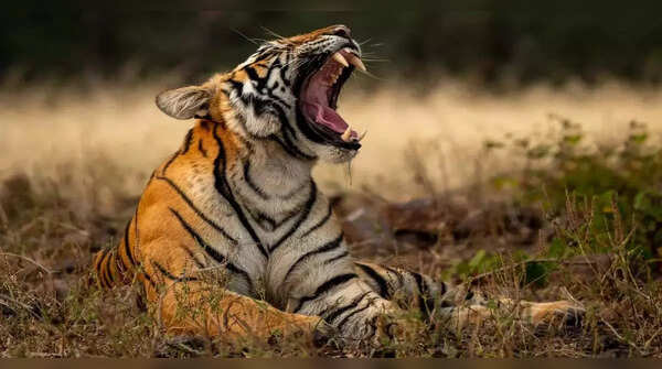 Valmiki Tiger Reserve